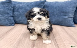 Mini Bernedoodle dogs for sale: Carter - Image 9