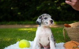 Great Dane dogs for sale: Duke - Image 3