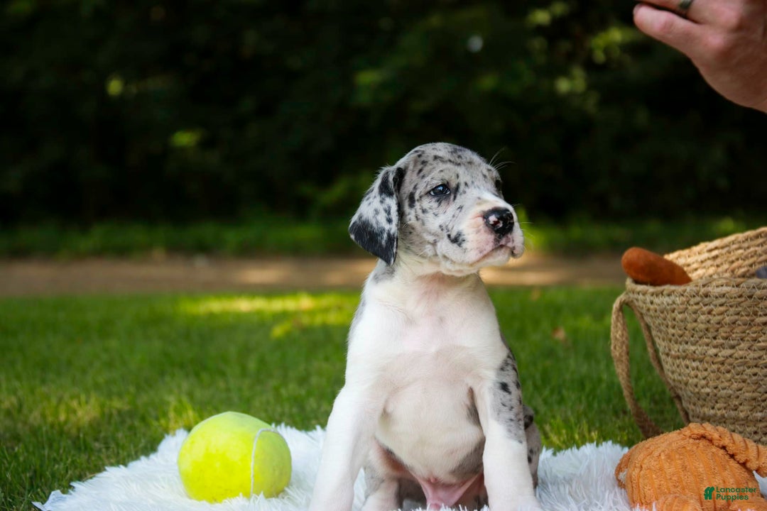 Great Dane dogs for sale: Duke - Image 3