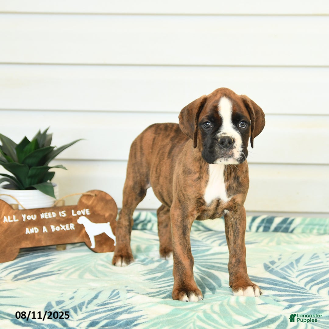Boxer dogs for sale: Harry - Image 5