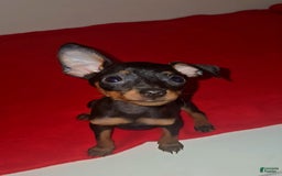 Miniature Pinscher dogs for sale: Xena - Image 2