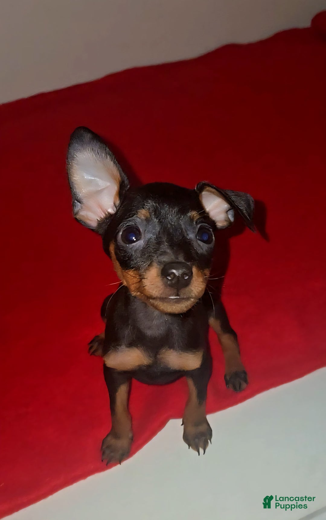Miniature Pinscher dogs for sale: Xena - Image 2