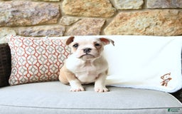 Olde English Bulldogge dogs for sale: Pansy - Image 1