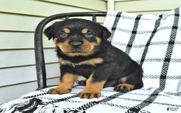Rottweiler dogs for sale: Duke - Image 14