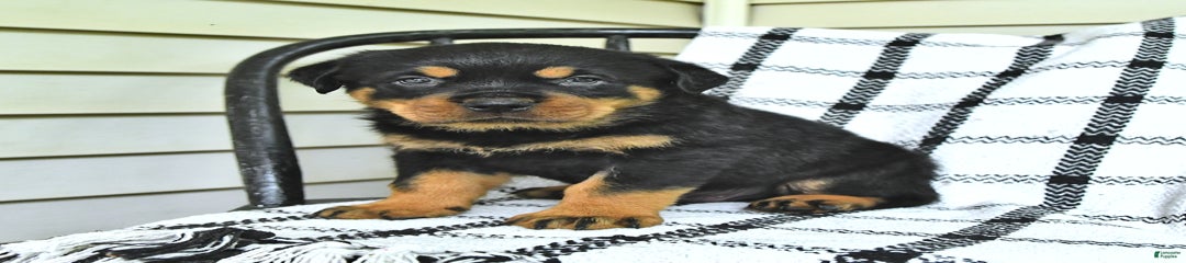 Duke