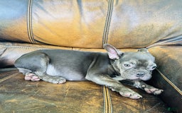 French Bulldog dogs for sale: Buddy - Image 7