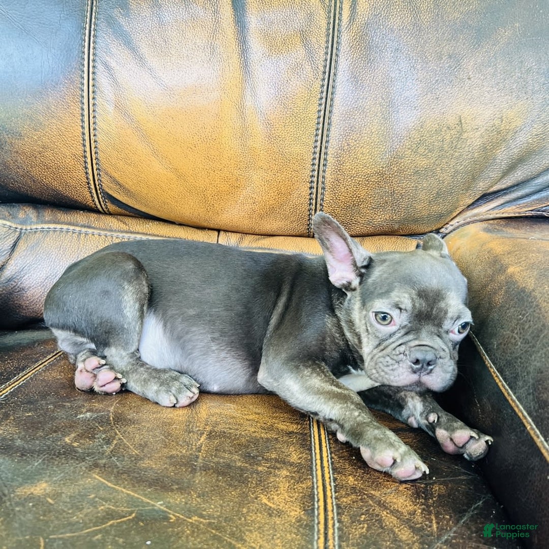French Bulldog dogs for sale: Buddy - Image 7