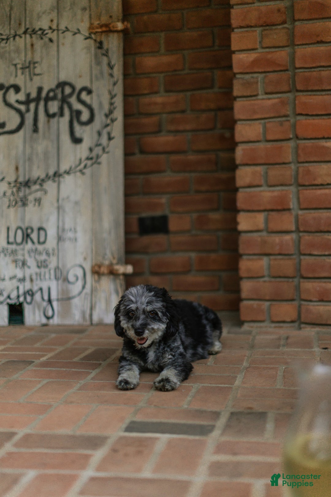 Mini Aussiedoodle dogs for sale: Ruger - Image 6