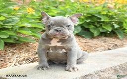Frenchton dogs for sale: Rosie - Image 1