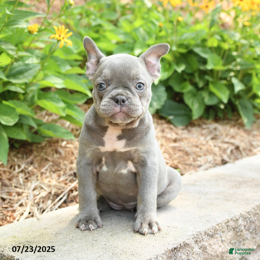 Frenchton dogs for sale: Rosie - Image 1