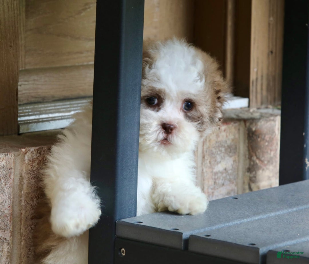Shihpoo dogs for sale: Lily - Image 8