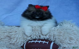 Pomeranian dogs for sale: Betzy - Image 11