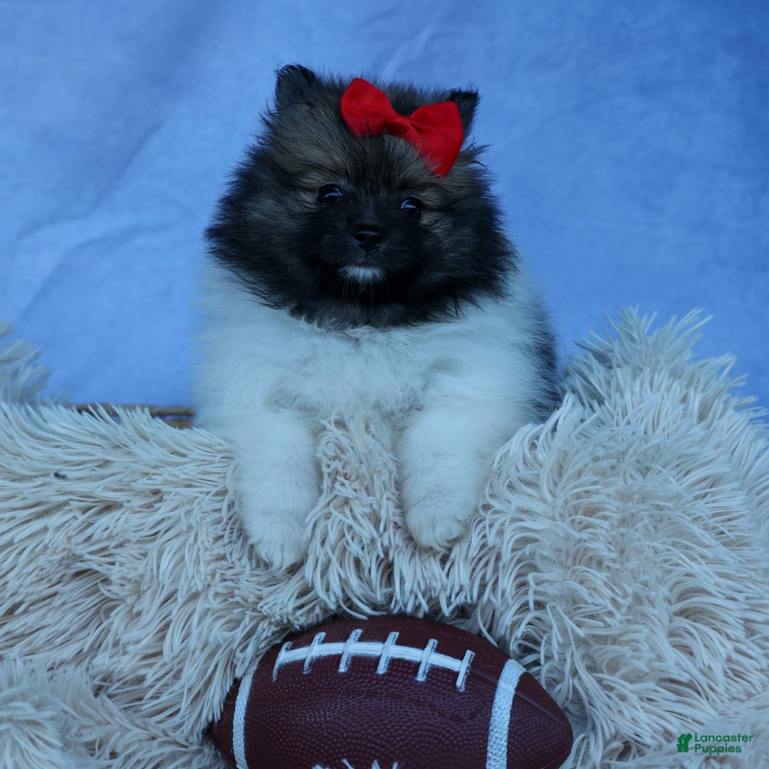 Pomeranian dogs for sale: Betzy - Image 11