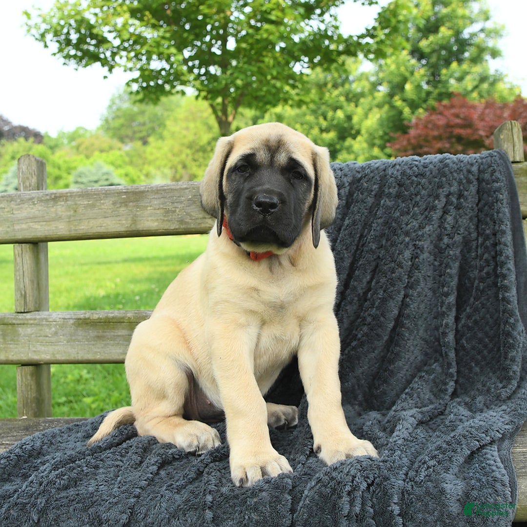 English Mastiff dogs for sale: Molly - Image 1