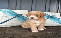Aussiedoodle dogs for sale: Cane - Image 3