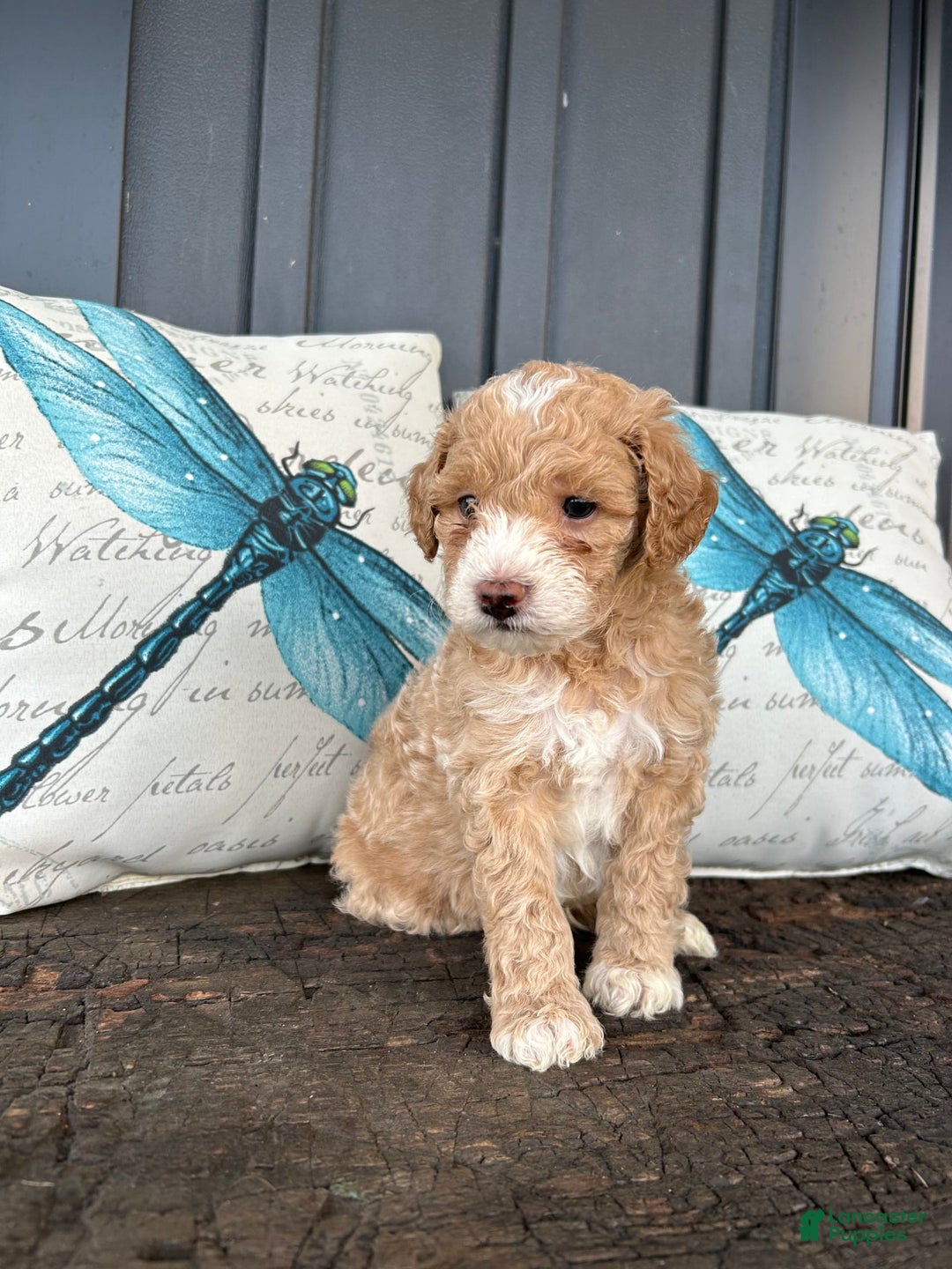 Aussiedoodle dogs for sale: Cane - Image 3