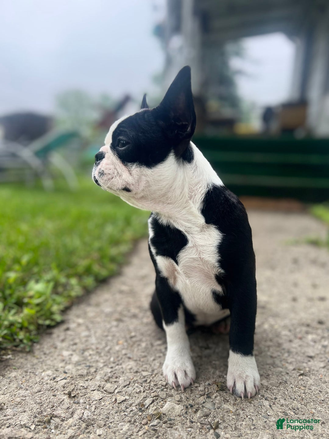 Frenchton dogs for sale: Ocean - Image 3