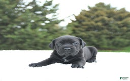 Cane Corso dogs for sale: Cali - Image 9