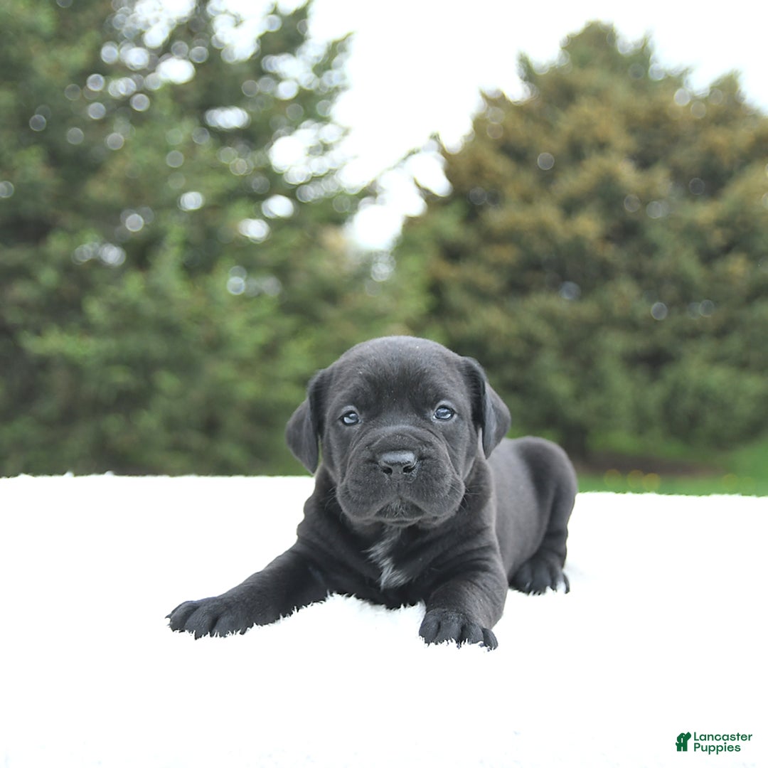 Cane Corso dogs for sale: Cali - Image 9