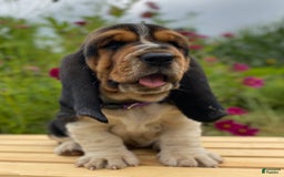 Basset Hound dogs for sale: Sadie - Image 5