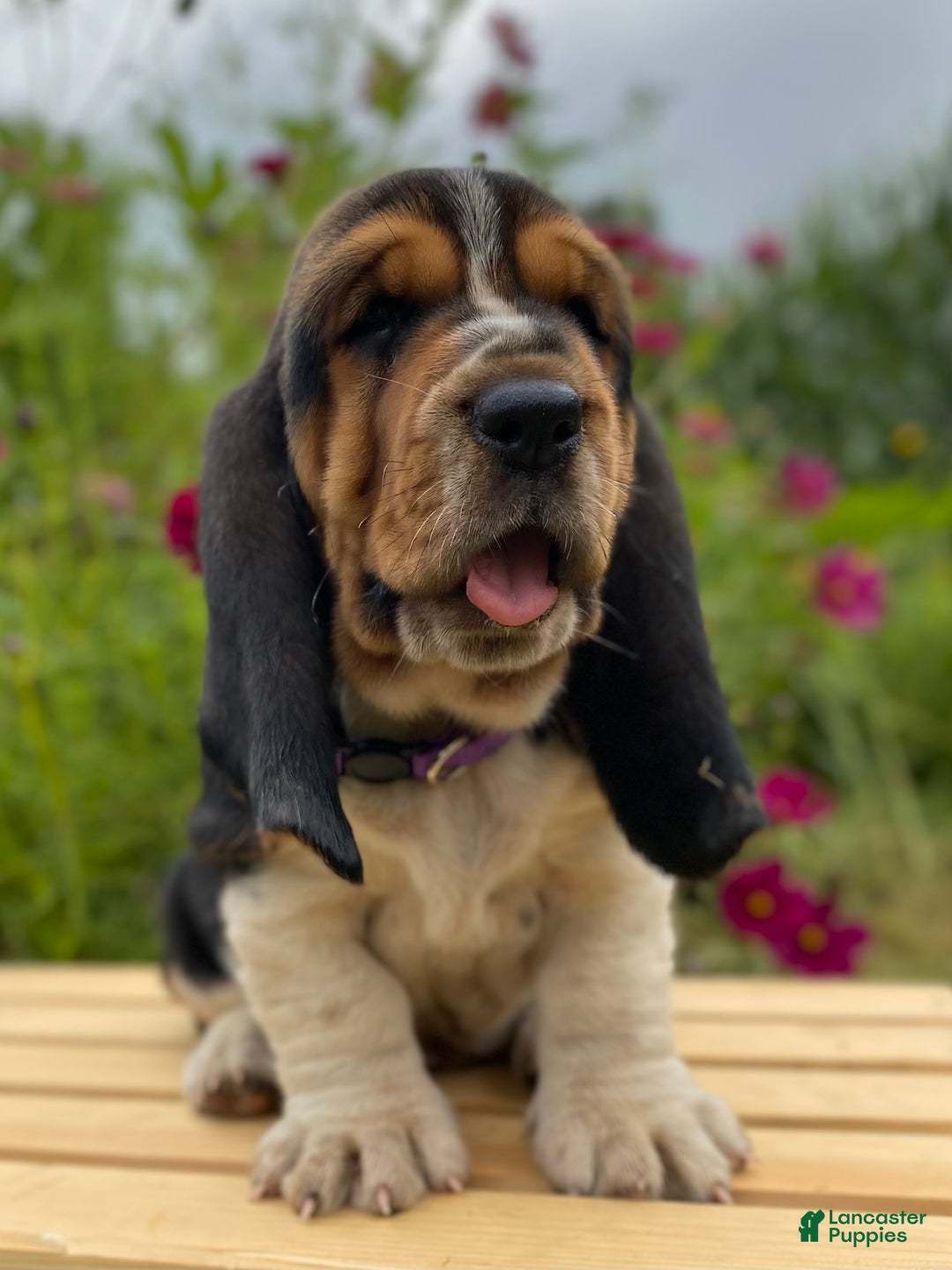 Basset Hound dogs for sale: Sadie - Image 5