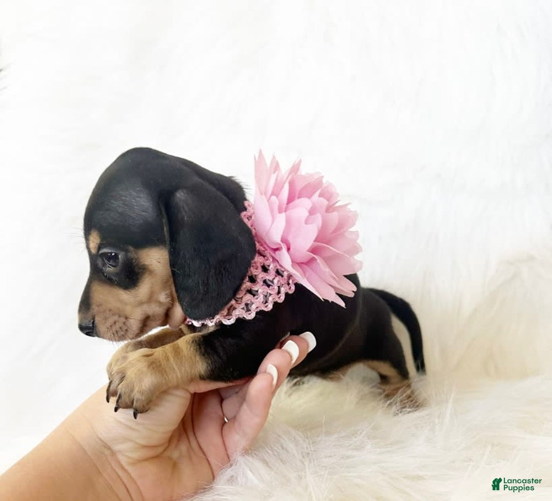 Miniature Dachshund dogs for sale: Akc Lola - Image 2
