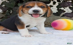Beagle dogs for sale: Benji - Image 2