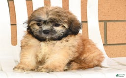 Teddy Bear dogs for sale: Scott - Image 6