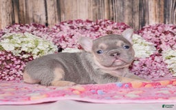 French Bulldog dogs for sale: Mason - Image 7