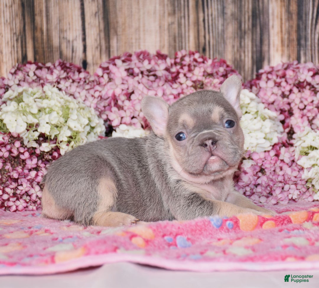 French Bulldog dogs for sale: Mason - Image 7