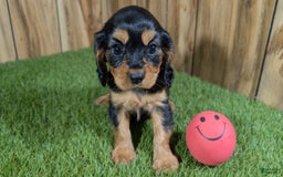 Cavalier King Charles Spaniel dogs for sale: Brin Girl 1 - Image 3
