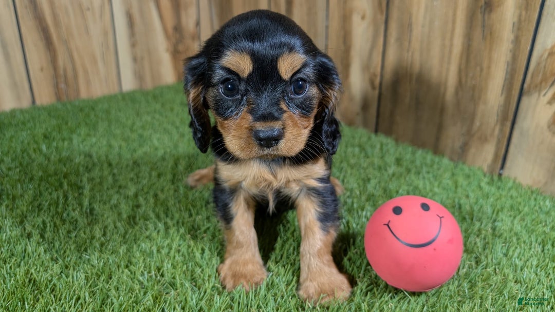 Cavalier King Charles Spaniel dogs for sale: Brin Girl 1 - Image 3
