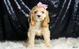 Cocker Spaniel dogs for sale: Kissi - Image 5