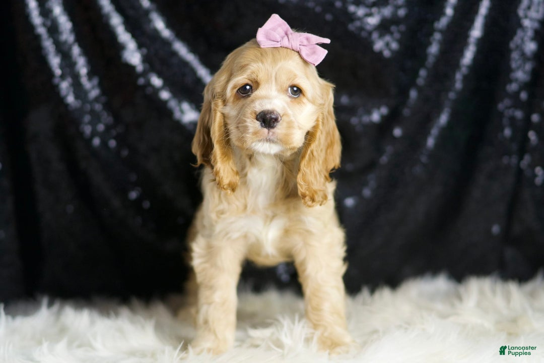 Cocker Spaniel dogs for sale: Kissi - Image 5
