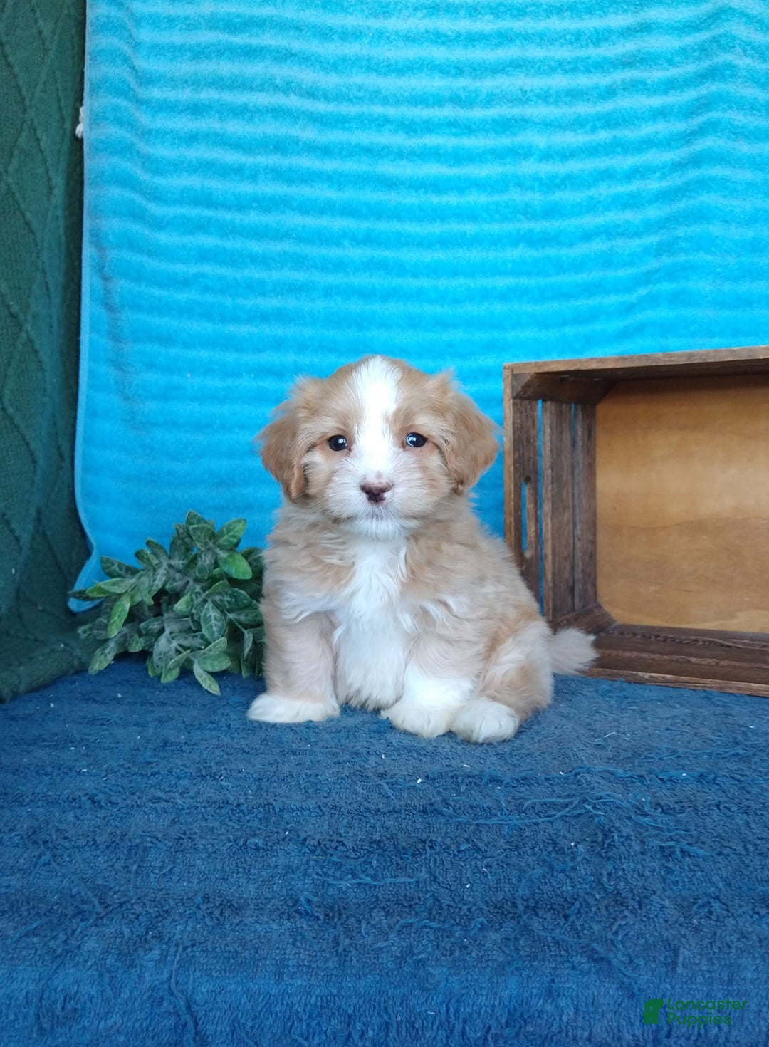 Havanese dogs for sale: Toby - Image 7