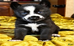 Gerberian Shepsky dogs for sale: Panda Bear - Image 2