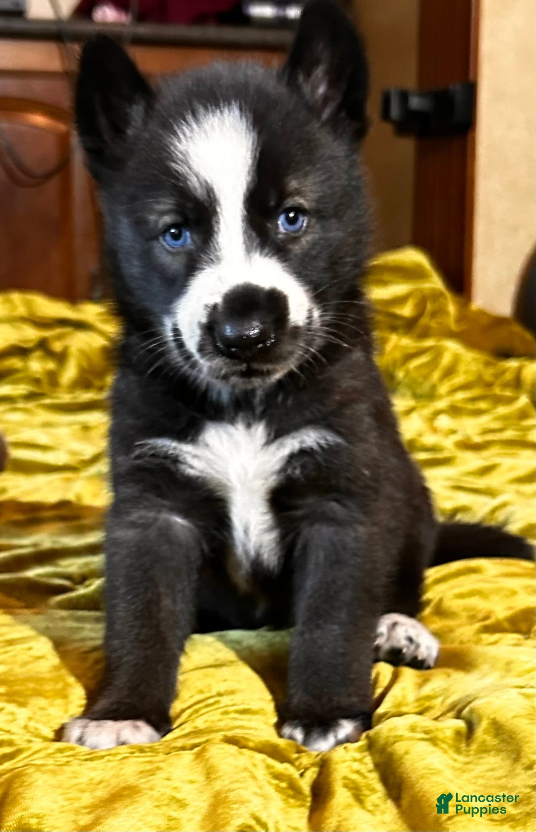 Gerberian Shepsky dogs for sale: Panda Bear - Image 2