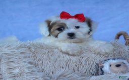 Shihpoo dogs for sale: Sage - Image 13