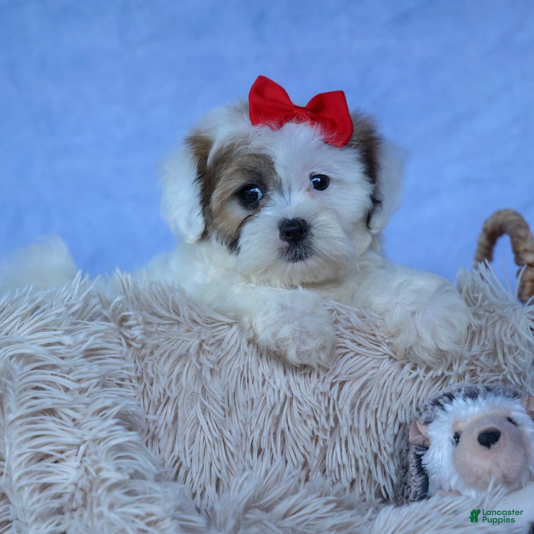 Shihpoo dogs for sale: Sage - Image 13