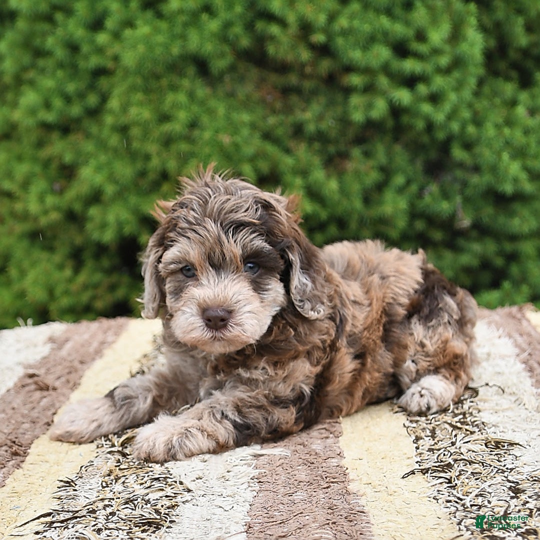 Havapoo dogs for sale: Wren - Image 1