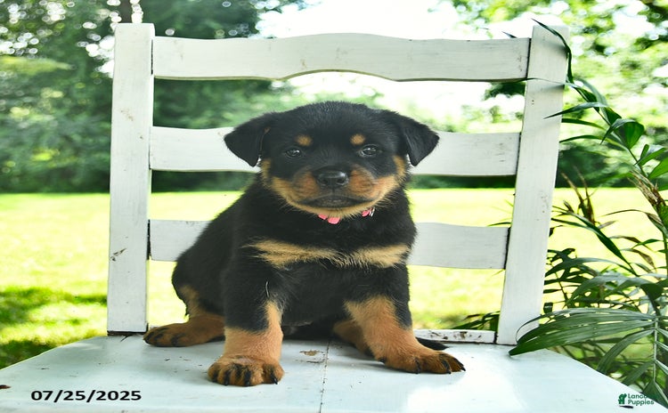 Rottweiler dogs for sale - Ad 3