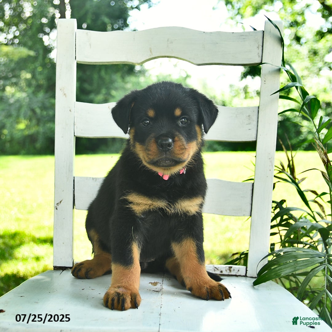Rottweiler dogs for sale: Princess - Image 1
