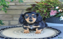Miniature Dachshund dogs for sale: Louie - Image 3