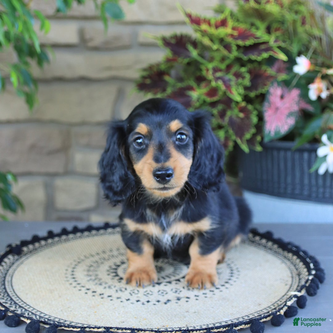 Miniature Dachshund dogs for sale: Louie - Image 3