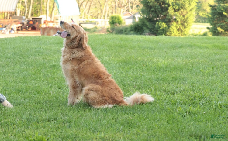 Goldendoodle dogs for sale - Ad 4