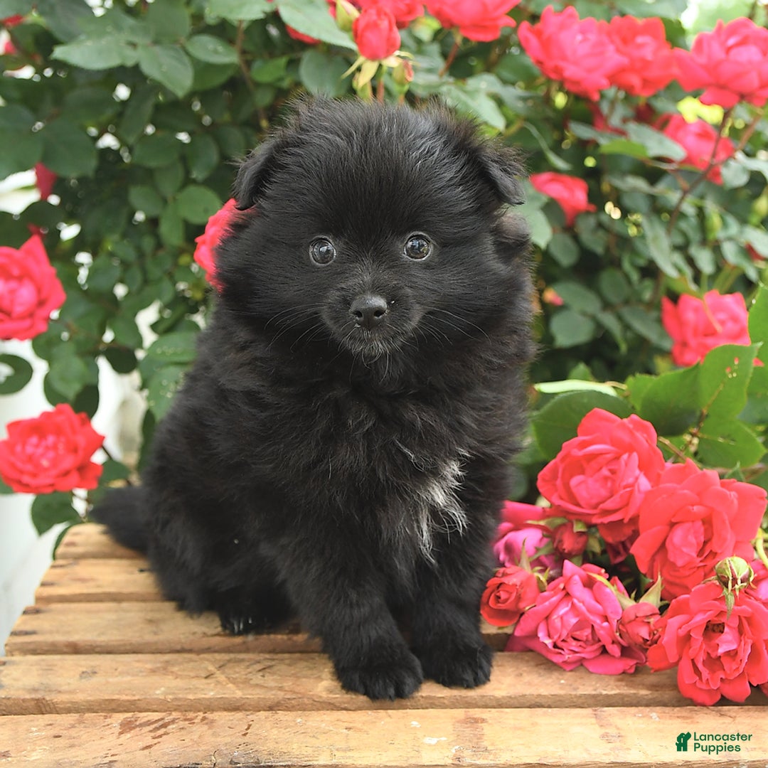 Pomeranian dogs for sale: Jordan - Image 2