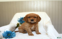 Miniature Golden Retriever dogs for sale: Ryan - Image 3