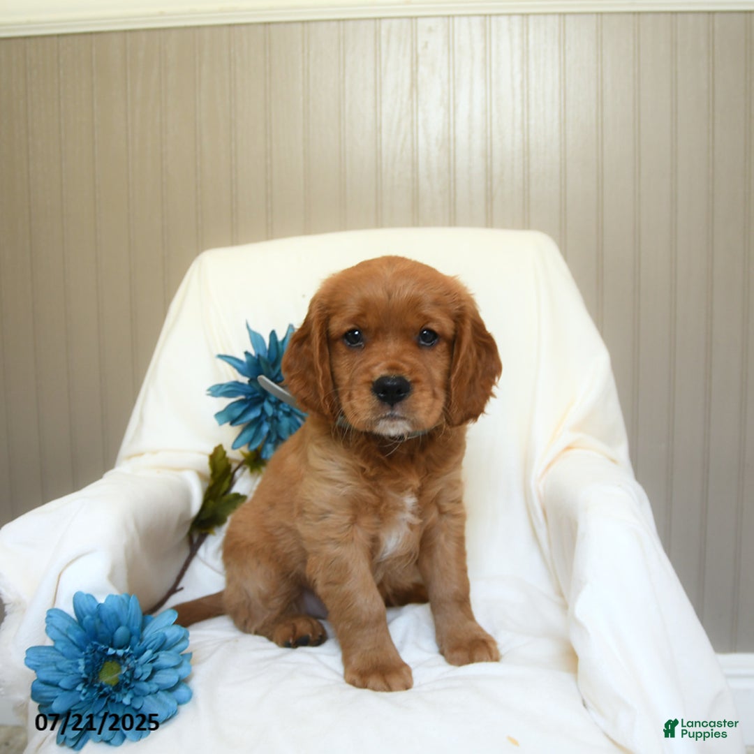Miniature Golden Retriever dogs for sale: Ryan - Image 3