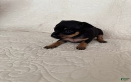 Russian Toy Terrier dogs for sale: Misty - Image 4