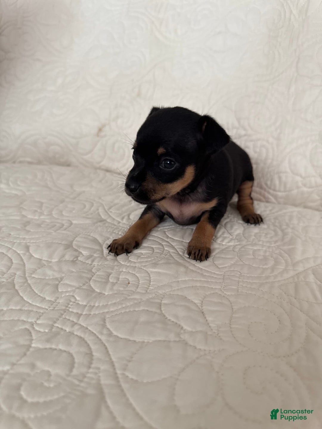 Russian Toy Terrier dogs for sale: Misty - Image 4